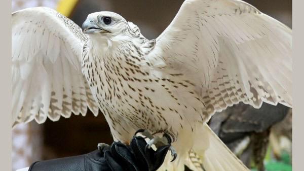 A hooded falcon, a symbol of Emirati heritage